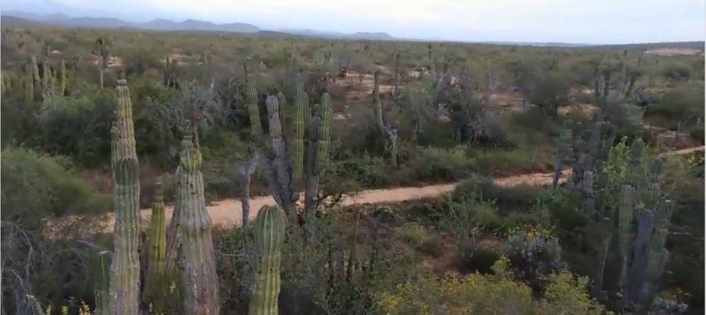 désert de cactus